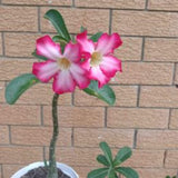 Desert rose